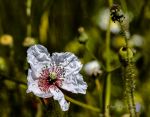 Amapola albina Reducc.jpg